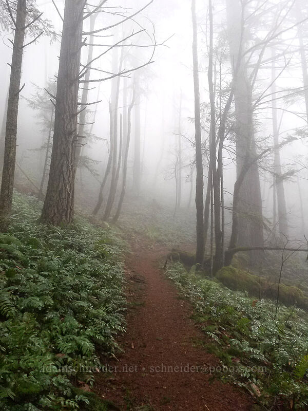 misty forest [Hamilton Mountain Trail, Beacon Rock State Park, Skamania County, Washington]