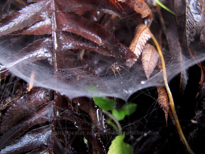 spiderweb (and spider) [Hamilton Mountain Trail, Beacon Rock State Park, Skamania County, Washington]