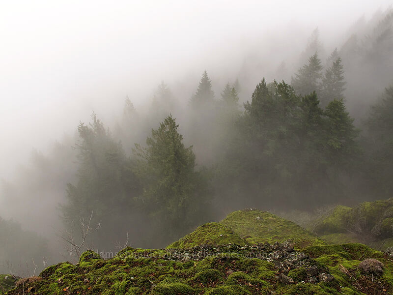 foggy trees below [Hamilton Mountain Trail, Beacon Rock State Park, Skamania County, Washington]