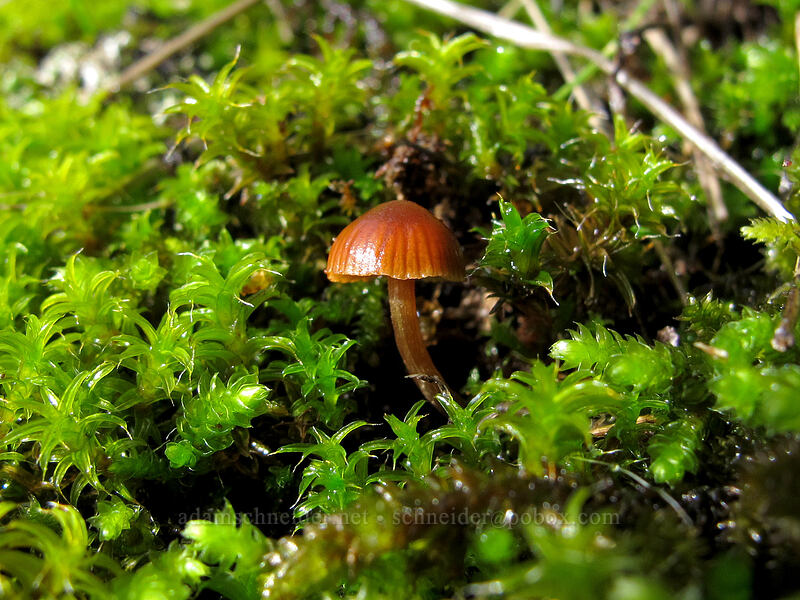 tiny mushroom & moss [Hamilton Mountain Trail, Beacon Rock State Park, Skamania County, Washington]