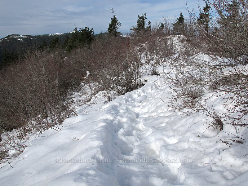 snow-covered trail [Hamilton Mountain Trail, Beacon Rock State Park, Skamania County, Washington]