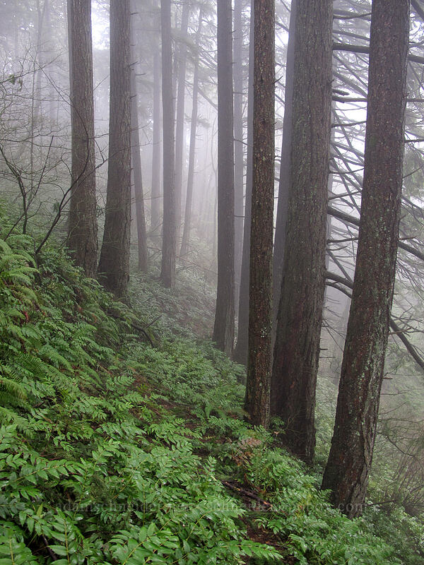 misty forest [Hardy Creek Trail, Beacon Rock State Park, Skamania County, Washington]