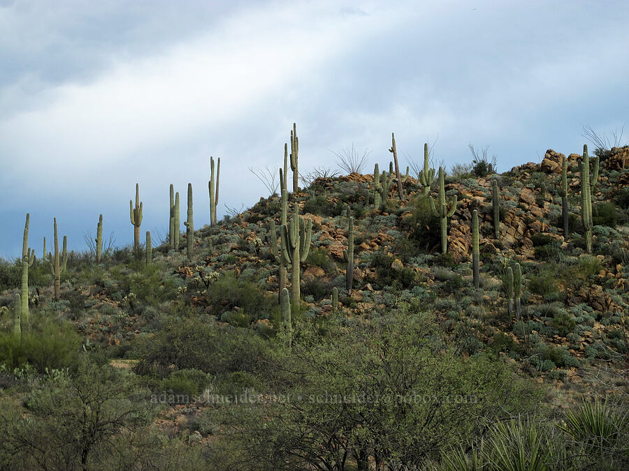 saguaro cactuses (Carnegiea gigantea) [Cline Cabin Road, Tonto National Forest, Maricopa County, Arizona]