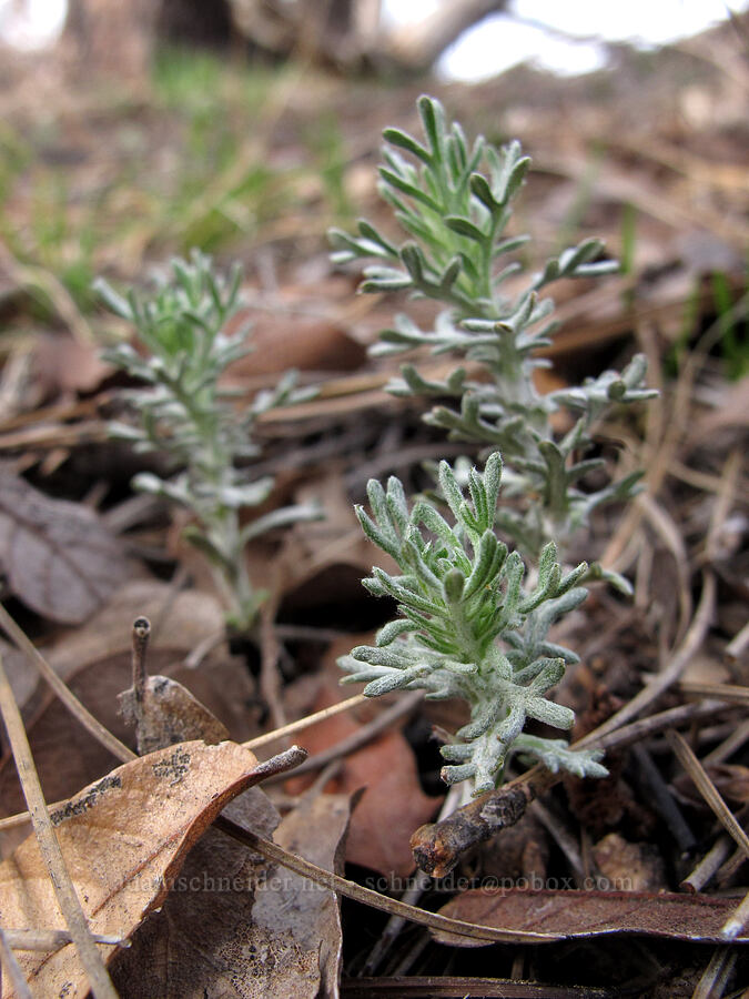 sagewort leaves (Artemisia sp.) [Four Peaks Trail, Tonto National Forest, Gila County, Arizona]