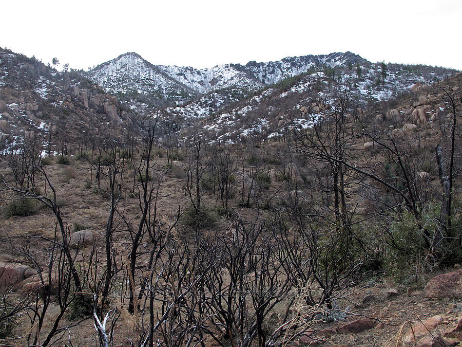 burned trees & snowy ridges [north side of Brown's Peak, Tonto National Forest, Gila County, Arizona]