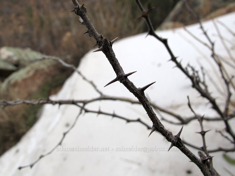 thorns & snow [north side of Brown's Peak, Tonto National Forest, Gila County, Arizona]