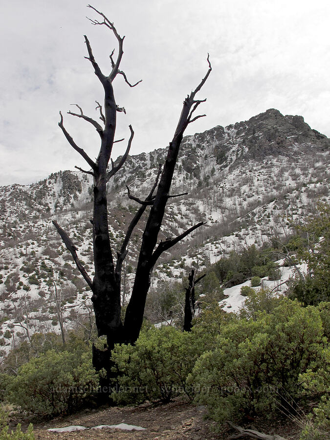 Brown's Peak & a dead tree [Amethyst Trail, Tonto National Forest, Gila County, Arizona]