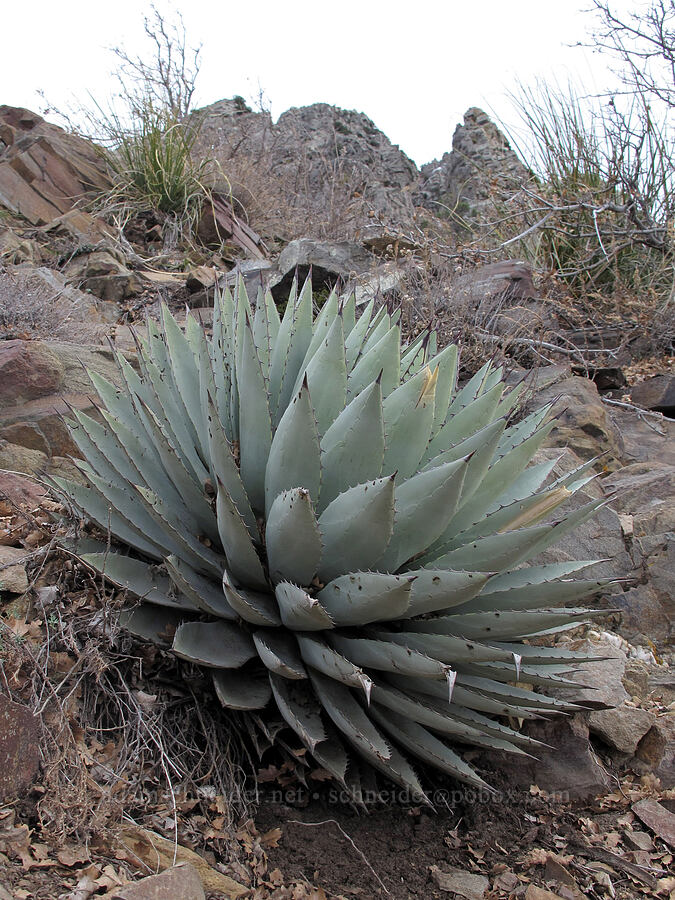 agave (Agave sp.) [Brown's Trail, Tonto National Forest, Gila County, Arizona]