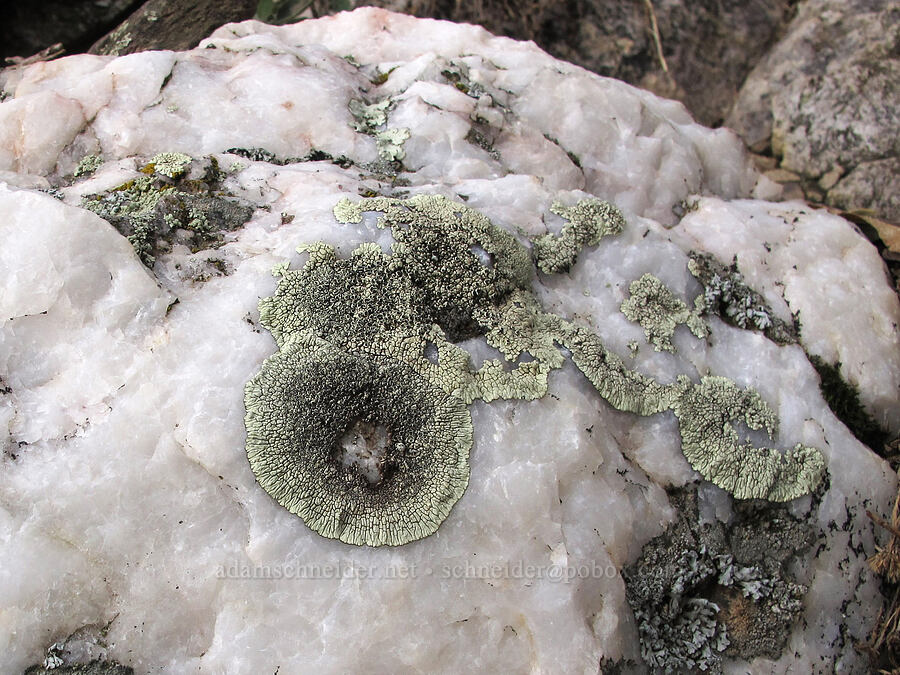 lichen on white crystalline rock [Brown's Peak, Tonto National Forest, Maricopa County, Arizona]