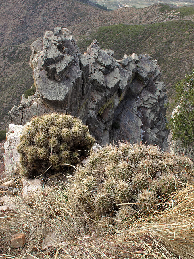 Baker's hedgehog cactus & cliffs (Echinocereus bakeri) [Brown's Peak summit, Tonto National Forest, Maricopa County, Arizona]