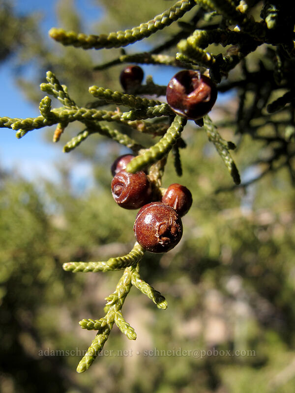 juniper berries (Juniperus monosperma) [Lomaki Pueblo, Wupatki National Monument, Coconino County, Arizona]