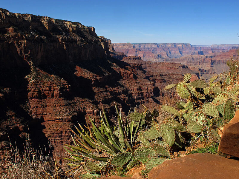 cactus & yucca [South Kaibab Trail, Grand Canyon National Park, Coconino County, Arizona]