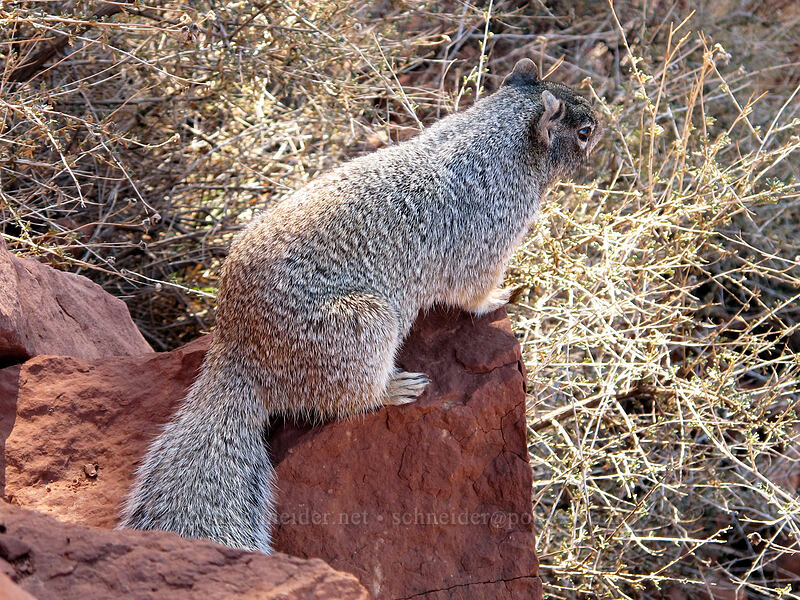 rock squirrel (Otospermophilus variegatus (Spermophilus variegatus)) [South Kaibab Trail, Grand Canyon National Park, Coconino County, Arizona]