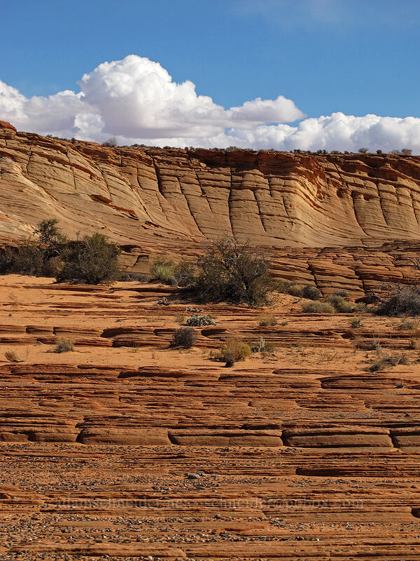 sandstone walls [Water Holes Canyon, Navajo Nation, Coconino County, Arizona]