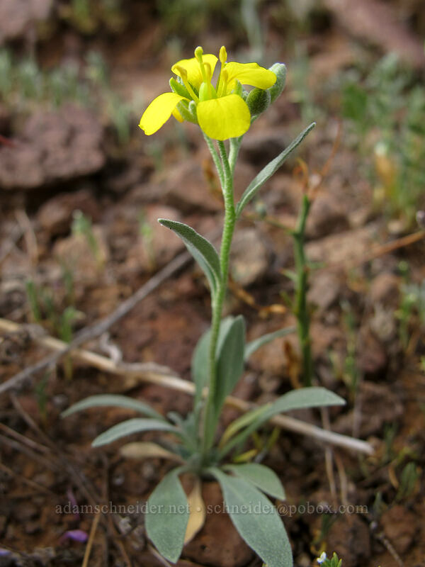 bladder-pod (Physaria sp. (Lesquerella sp.)) [Picacho Peak Road, Picacho Peak State Park, Pinal County, Arizona]
