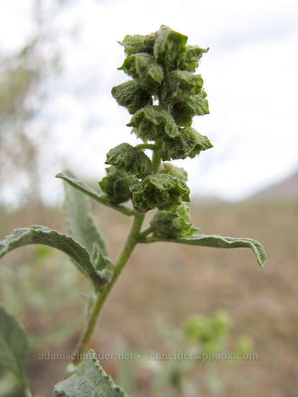 triangle-leaf bursage (Ambrosia deltoidea) [Picacho Peak Road, Picacho Peak State Park, Pinal County, Arizona]