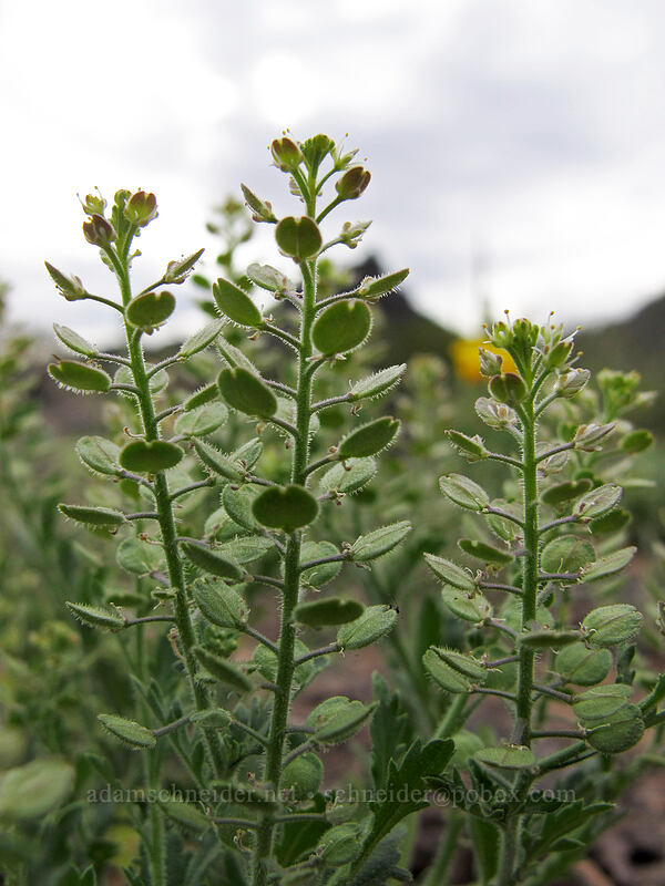 shaggy-fruit pepperweed (Lepidium lasiocarpum) [Picacho Peak Road, Picacho Peak State Park, Pinal County, Arizona]