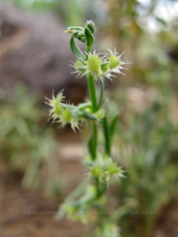 curve-nut comb-seed (Pectocarya recurvata) [Picacho Peak Road, Picacho Peak State Park, Pinal County, Arizona]