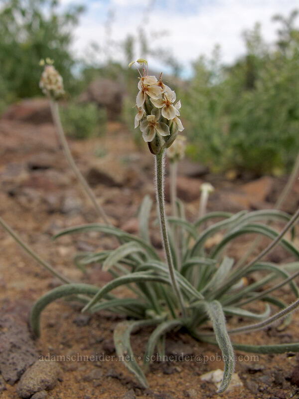 desert Indian-wheat (Plantago ovata) [Picacho Peak Road, Picacho Peak State Park, Pinal County, Arizona]