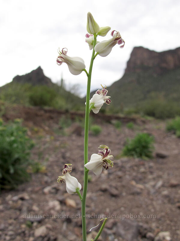 Arizona jewelflower (Streptanthus carinatus) [Picacho Peak Road, Picacho Peak State Park, Pinal County, Arizona]