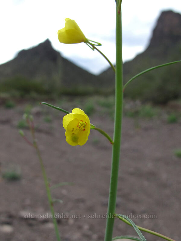 California sun-cup (Eulobus californicus (Camissonia californica)) [Picacho Peak Road, Picacho Peak State Park, Pinal County, Arizona]