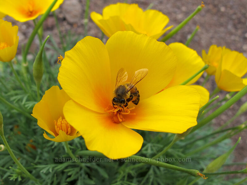 bee on a poppy (Eschscholzia californica ssp. mexicana (Eschscholzia mexicana)) [Picacho Peak Road, Picacho Peak State Park, Pinal County, Arizona]