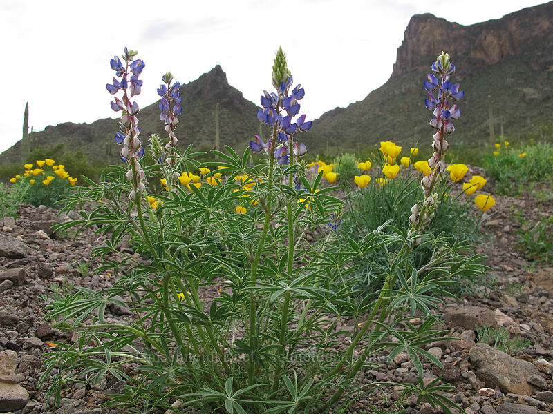desert lupines & Mexican poppies (Lupinus sparsiflorus, Eschscholzia californica ssp. mexicana (Eschscholzia mexicana)) [Picacho Peak Road, Picacho Peak State Park, Pinal County, Arizona]