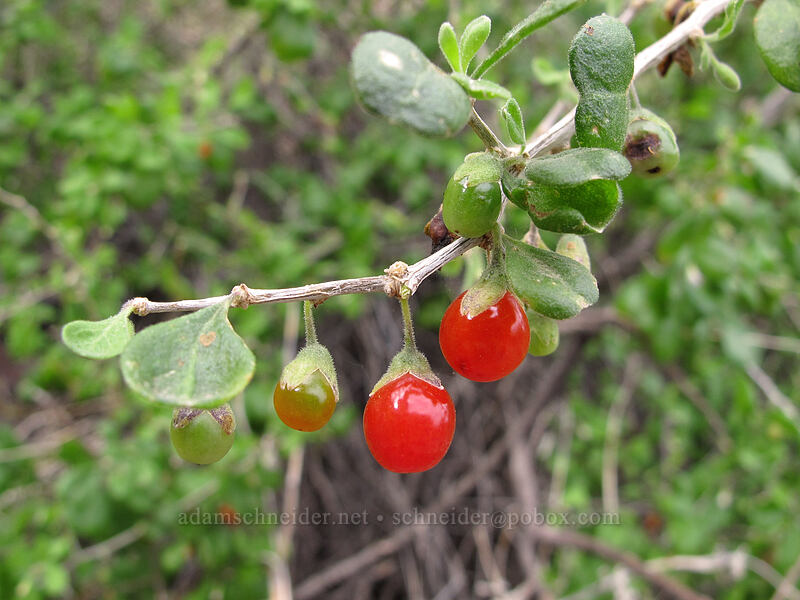 wolfberries (Lycium exsertum) [Hunter Trail, Picacho Peak State Park, Pinal County, Arizona]