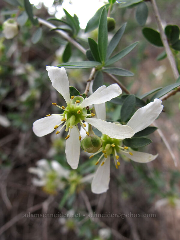 ragged rock-flower (Crossosoma bigelovii) [Hunter Trail, Picacho Peak State Park, Pinal County, Arizona]