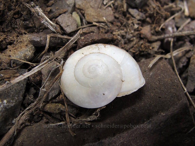 snail shell [Hunter Trail, Picacho Peak State Park, Pinal County, Arizona]