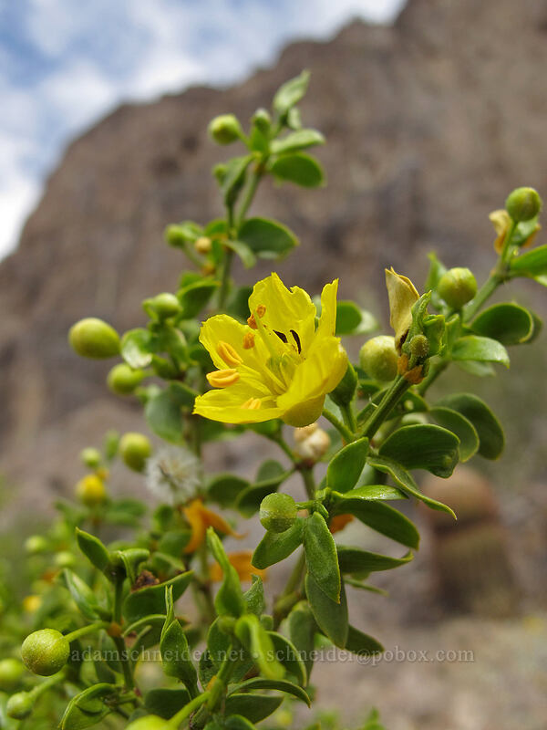 creosote bush (Larrea tridentata) [Hunter Trail, Picacho Peak State Park, Pinal County, Arizona]