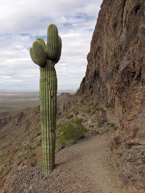 saguaro cactus (Carnegiea gigantea) [Hunter Trail, Picacho Peak State Park, Pinal County, Arizona]