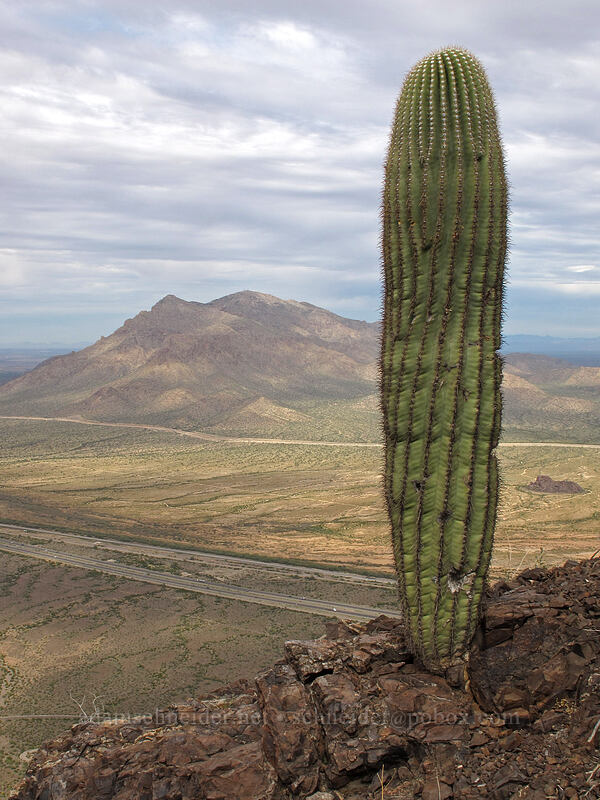 saguaro cactus & the Picacho Mountains (Carnegiea gigantea) [Picacho Peak summit, Picacho Peak State Park, Pinal County, Arizona]