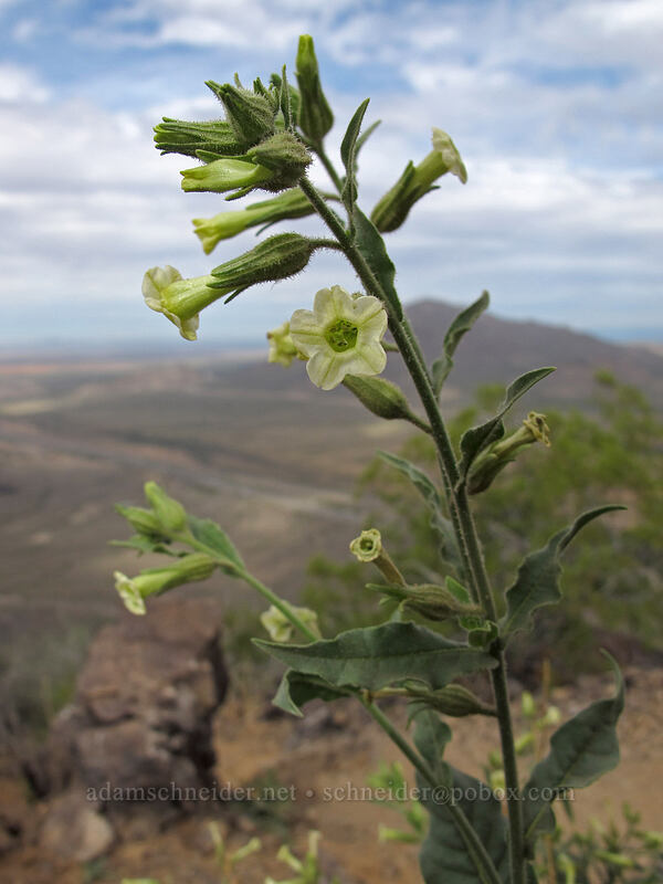 desert tobacco (Nicotiana obtusifolia) [Picacho Peak summit, Picacho Peak State Park, Pinal County, Arizona]