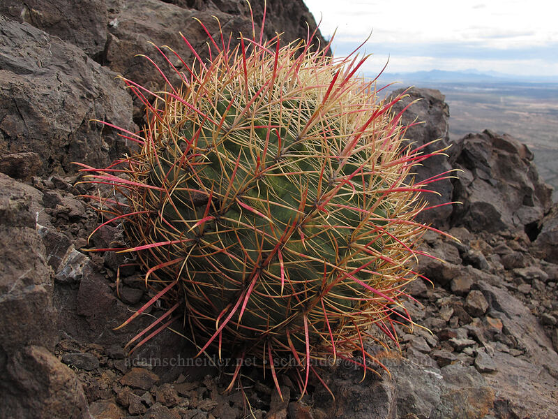 California barrel cactus (Ferocactus cylindraceus) [Picacho Peak summit, Picacho Peak State Park, Pinal County, Arizona]