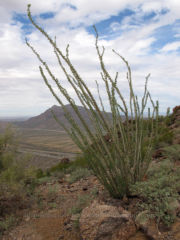 ocotillo (Fouquieria splendens) [Hunter Trail, Picacho Peak State Park, Pinal County, Arizona]