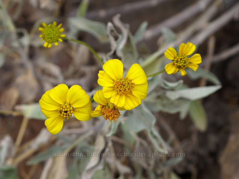 brittlebush (Encelia farinosa) [Hunter Trail, Picacho Peak State Park, Pinal County, Arizona]