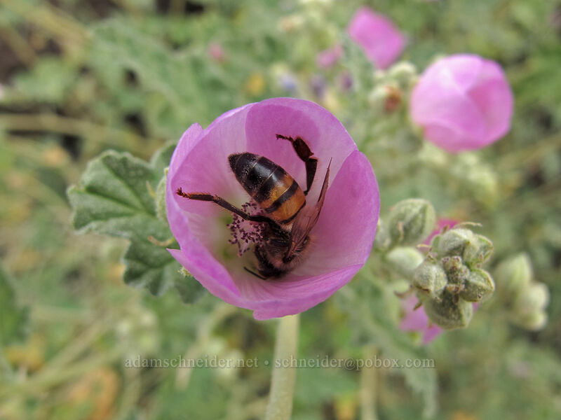 honey bee in pink desert globe-mallow (Sphaeralcea ambigua, Apis mellifera) [Hunter Trail, Picacho Peak State Park, Pinal County, Arizona]