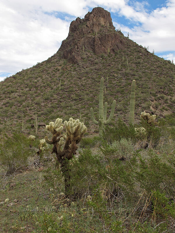 cholla, saguaro, and a rocky peak (Cylindropuntia fulgida, Carnegiea gigantea) [Hunter Trail, Picacho Peak State Park, Pinal County, Arizona]