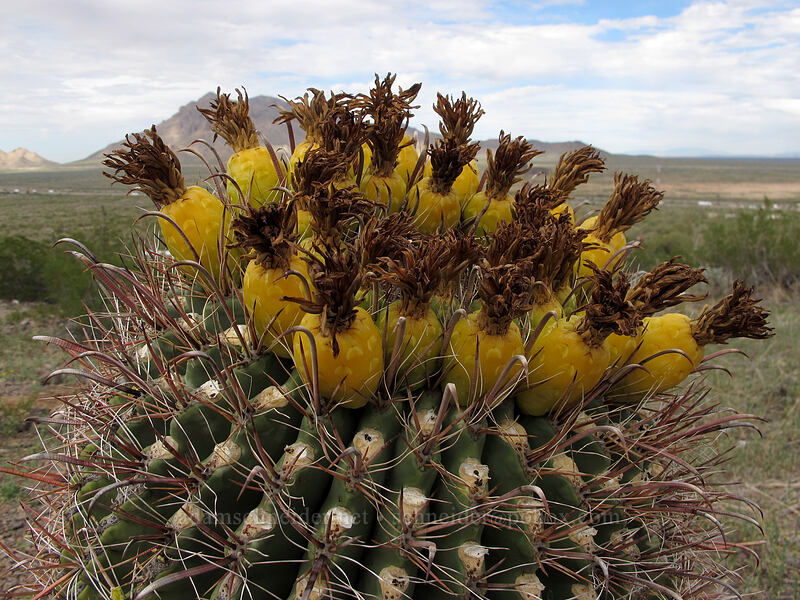 fish-hook barrel cactus fruit (Ferocactus wislizeni) [Hunter Trail, Picacho Peak State Park, Pinal County, Arizona]