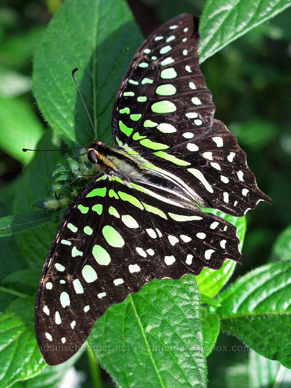 tailed jay butterfly (Graphium agamemnon) [Butterfly Wonderland, Scottsdale, Maricopa County, Arizona]