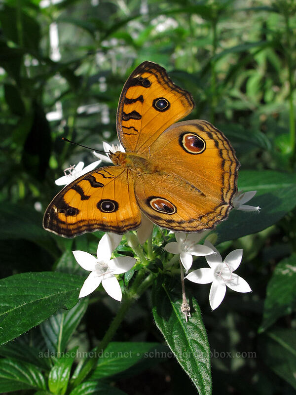 peacock pansy butterfly (Junonia almana) [Butterfly Wonderland, Scottsdale, Maricopa County, Arizona]
