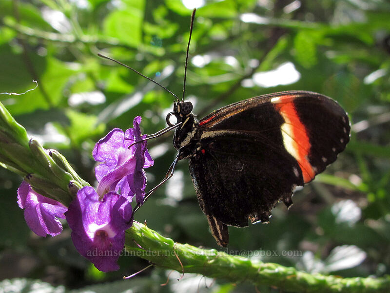 hybrid longwing butterfly (Heliconius heurippa) [Butterfly Wonderland, Scottsdale, Maricopa County, Arizona]