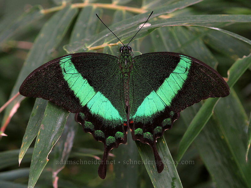 green-banded peacock butterfly (Papilio palinurus) [Butterfly Wonderland, Scottsdale, Maricopa County, Arizona]
