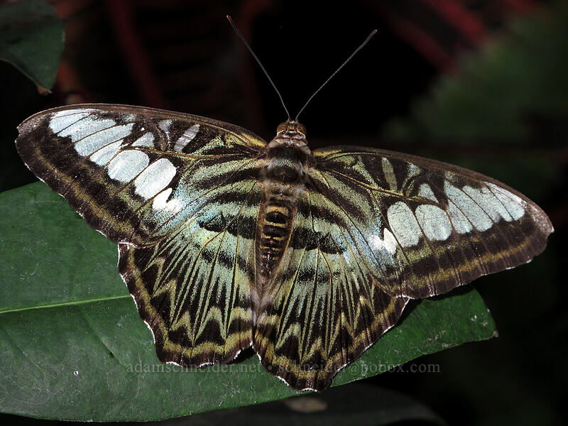 clipper butterfly (Parthenos sylvia) [Butterfly Wonderland, Scottsdale, Maricopa County, Arizona]