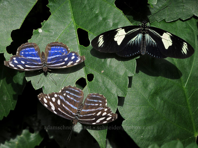 whitened blue-wing, Mexican blue-wing, & Doris longwing butterflies (Myscelia cyaniris, Myscelia ethusa, Laparus doris (Heliconius doris)) [Butterfly Wonderland, Scottsdale, Maricopa County, Arizona]