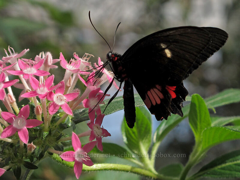 cattle-heart butterfly (Parides eurimedes (Parides arcas)) [Butterfly Wonderland, Scottsdale, Maricopa County, Arizona]