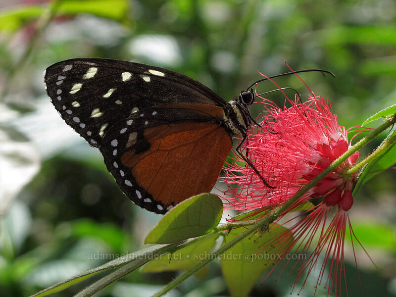 cream-spotted tiger-wing butterfly (Tithorea tarricina) [Butterfly Wonderland, Scottsdale, Maricopa County, Arizona]
