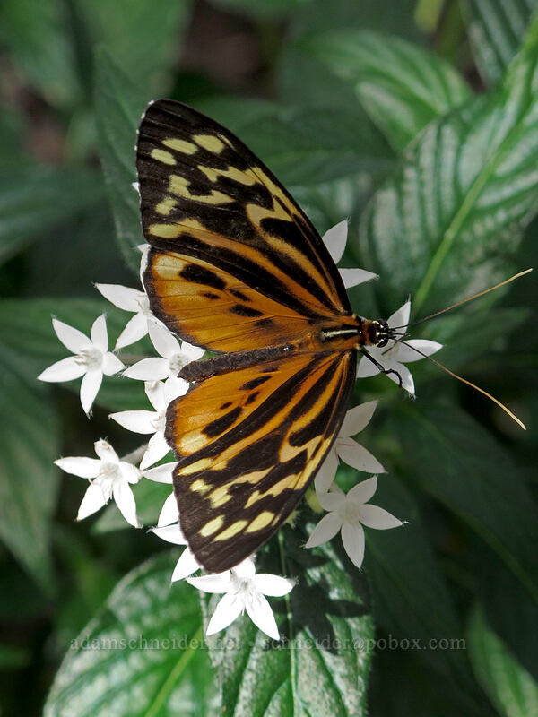 harmonia tiger-wing butterfly (Tithorea harmonia) [Butterfly Wonderland, Scottsdale, Maricopa County, Arizona]
