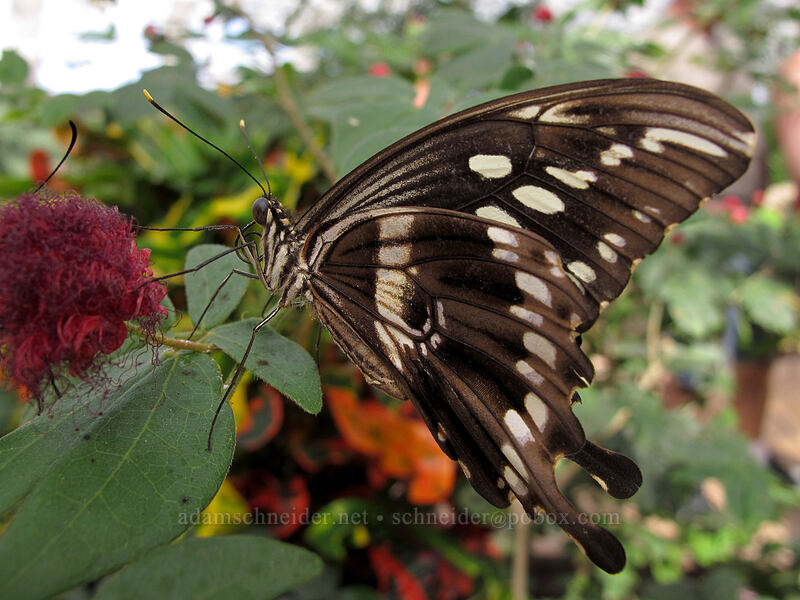Constantine's swallowtail butterfly (Papilio constantinus) [Butterfly Wonderland, Scottsdale, Maricopa County, Arizona]